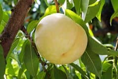 13880195_1206292936069698_3188696361775984242_n