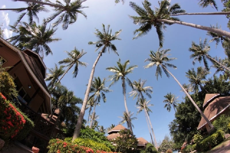 速報！成田～バンコク＆大阪～バンコク間が７千円から、ＬＣＣのスクートが創業７周年記念セールを開始！