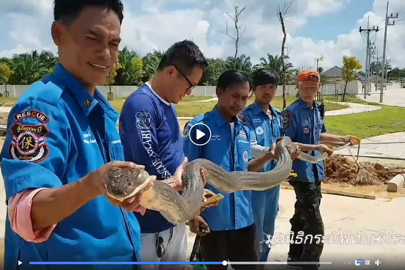 タイ南部クラビ県で全長４メートルのキングコブラを捕獲！