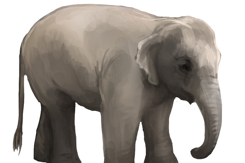 バナナとポテトチップスが大好きな暴れ野生ゾウ！タイ・ホアヒン発