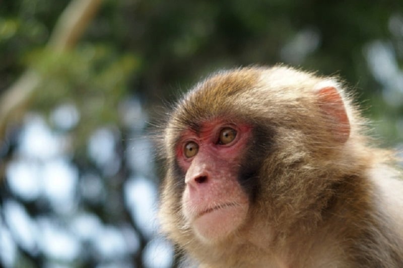 タイ・ロッブリー発～観光客激減で、猿たちが食料の奪い合いバトル