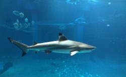 タイ南部で人食いザメ出現、捕獲賞金千バーツ也！