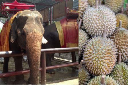 旬のタイのドリアン、臭いに魅かれたゾウが店のシャッターを破壊！