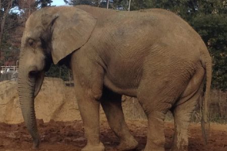 タイで起きた動物関連の珍ニュース、３連発！