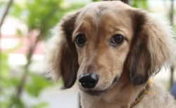 動物保護活動をタイで行っている男性、イギリス王室に表彰される