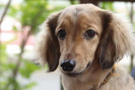 動物保護活動をタイで行っている男性、イギリス王室に表彰される