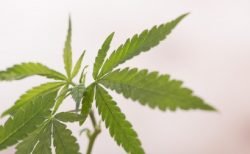 タイ中部で１０８鉢もマリワナを栽培していた男が逮捕