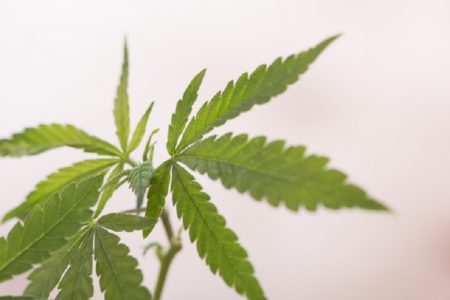 タイ中部で１０８鉢もマリワナを栽培していた男が逮捕