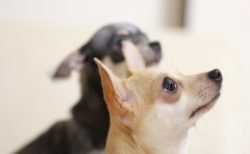 タイで起きた動物絡みの珍事件！犬がうるさいので隣人殺害