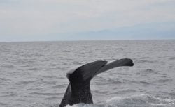 タイ南部の男性、とんでもない発見物で一攫千金！