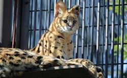 タイ動物珍事件！旦那をゾウから救った妻＆サーバルキャット逃亡中