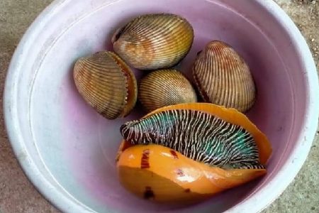 タイのシーラチャーの海産市場でお宝を発見したタクシー運転手