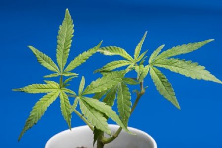 タイで一般の人々の大麻栽培合法に（許可を得た者のみ）