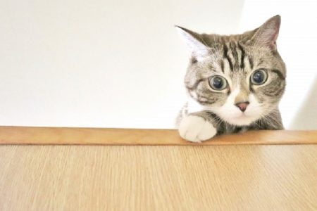 タイにいる世界で一番高齢の猫＆ドラッグディーラーは何故高価な猫を飼っていた？