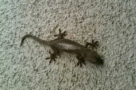 タイの東北部の農家、ヤモリ・ビジネスで大儲け！