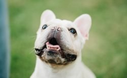 タイで起きた痛ましい事故～飼い犬に噛まれて死亡