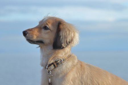 タイの犬たちが体験した「天国」と「地獄」