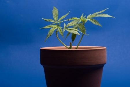 タイで大麻キャンペーンイベント続々～ソーダやアイスも登場