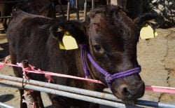 ワクチン接種登録で色んな「ご褒美」のタイ！牛一頭貰えるかも？