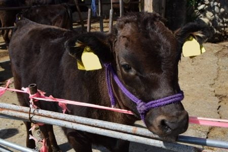 ワクチン接種登録で色んな「ご褒美」のタイ！牛一頭貰えるかも？