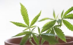 大麻ツーリズムがタイの観光業界を救う！？