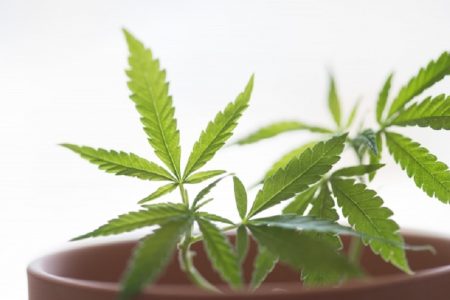 大麻ツーリズムがタイの観光業界を救う！？