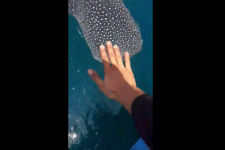 パタヤの漁師の前にやって来たフレンドリーな訪問者