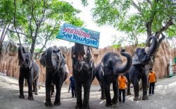コロナ禍で苦境に立つタイ各地の動物園