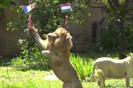 タイの動物園のライオンがサッカーの試合結果を連続的中！