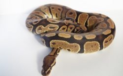 タイ北部の家の床下で発見された驚きの物とは！？