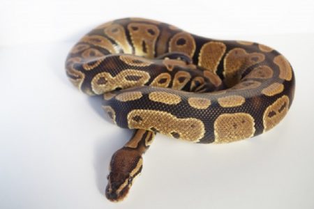 タイ北部の家の床下で発見された驚きの物とは！？