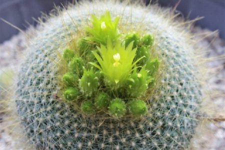 サボテン・ビジネスを営むタイの若者のサクセスストーリー