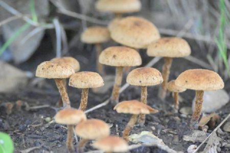 タイ東北部のマッシュルーム栽培所で起きた怪死事件！