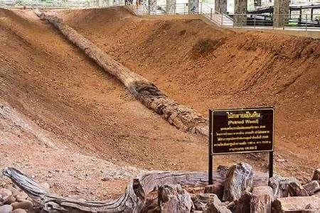 ギネスブックに新しく認定？世界一長いタイの石化丸太