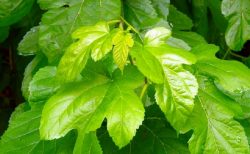 日本では危険薬物として指定のクラトム（ミトラガイナ）、タイで解禁