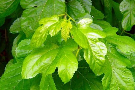 日本では危険薬物として指定のクラトム（ミトラガイナ）、タイで解禁