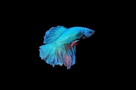タイ特産の闘魚を育ててビジネスで成功した男性