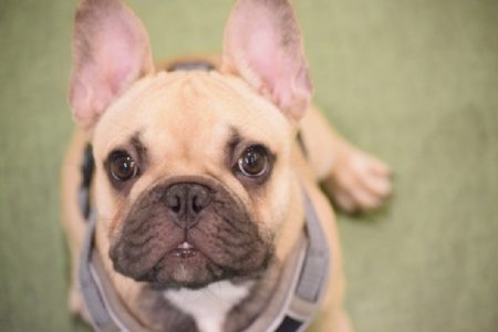 タイ動物珍ニュース！犬が刑務所で活躍＆絶滅危惧種見つかる