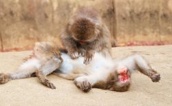 タイ面白ニュース！ロッブリーでモンキーフェスティバル開催