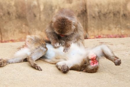 タイ面白ニュース！ロッブリーでモンキーフェスティバル開催