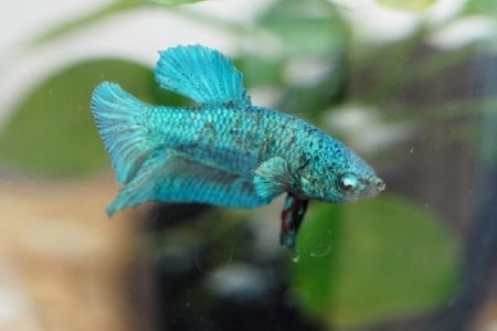 タイ珍事件！ペットボトルの中で魚泳ぐ＆夜業界女性たちハイヒールを政府へ送る