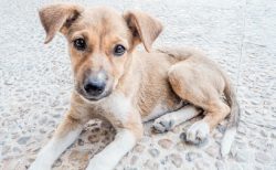 タイ面白事件！警官罰として犬のフン拾い＆イノシシの受難