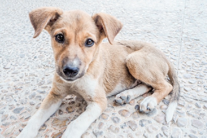 タイ面白事件！警官罰として犬のフン拾い＆イノシシの受難