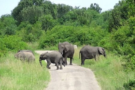 タイ珍ニュース！ゾウに追われジャングルで21日＆ワニ肉人気急上昇