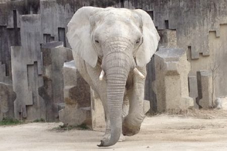 タイ珍ニュース！ゾウ注意の道路標識登場＆キックボード危険運転で罰金刑