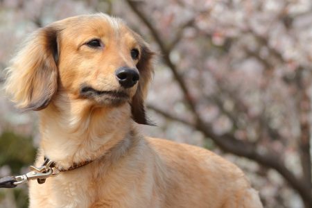 タイ面白動物ニュース！豚肉取り締まり犬登場＆幸運を呼ぶ黄金のカエル
