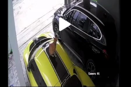 タイ動物珍事件！高級外車に猫の傷で３０万B請求＆食べられそうになった野生動物