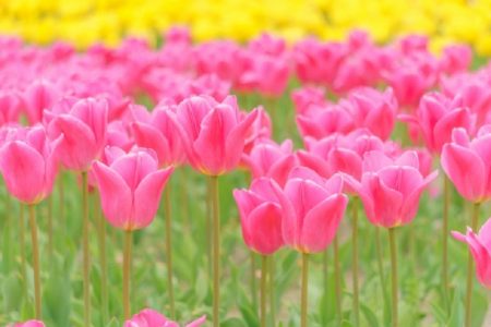 タイ面白ニュース！魔法の花で透明人間化&田んぼでカニを捕まえる