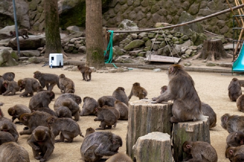 タイ珍ニュース！サル軍団が北部の町を占拠＆退職警官が黄金を強奪
