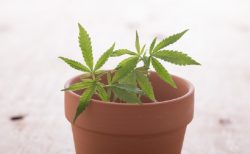 タイ東北部で大麻一鉢育てていたおばあさん牢屋に２４時間！